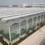 Green Agricultural Glass Greenhouse with 5mm Covering Span Width 9.6m 10.8m 12m
