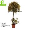 Buy cheap Natural Look 160cm Artificial Ficus Tree For Garden Decoration from wholesalers