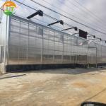 Economical European Polycarbonate Greenhouse with Roof and Side Ventilation
