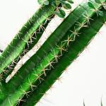 hotel school Lifelike Artificial Cactus Plant Height 150cm Potted
