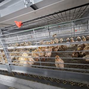 Quality 136 Broilers Per Chicken Cage For Chicken Farm wholesale