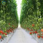 Sainpoly Tomato Greenhouse Agricultural Greenhouses For Vegetable Production