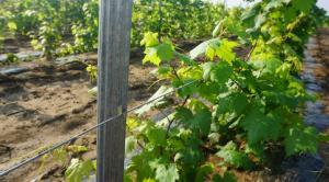 Quality Hot Dipped Galvanized Garden Trellis Posts 50x34mm Size Simply Install Wire wholesale