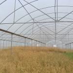 Plastic Film Greenhouse Multi Span Rain Shelter Greenhouse For Plum Growing
