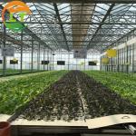 Multi-Span Agricultural Greenhouses with Hot-Dip Galvanized Steel and Smart