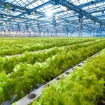 Lettuce Planting Hydroponic Farming Greenhouse Food Grade PVC NFT System