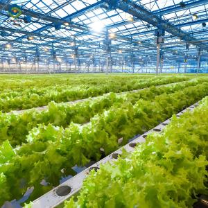 Quality Lettuce Planting Hydroponic Farming Greenhouse Food Grade PVC NFT System wholesale