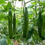 100% Pure FDA HACCP Wholesale Dehydrated Cucumber ISO Certified