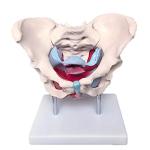 Tasteless Pvc Female Pelvis Anatomy Model With Pelvic Floor Muscle