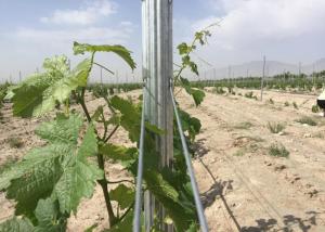 Quality Pre Galvanized 54X30MM Steel Trellis System For Garden Plants Corrosion Resistance wholesale