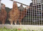 1/2''X 1/2'' Stainless Steel Welded Mesh Rolls For Breeding Protection High