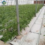Customized Agriculture Green House Tomatoes Greenhouse With High Yield