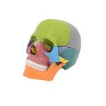 Medical Anatomy Colored Plastic Mini Human Skull Puzzle Model 15 Parts For Kids