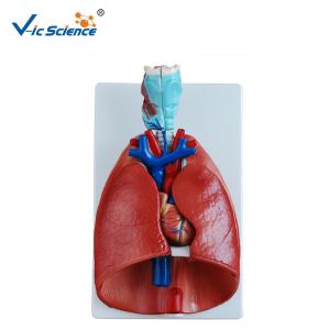Quality Larynx Heart And Lung 36x23x12CM Human Anatomical Model wholesale