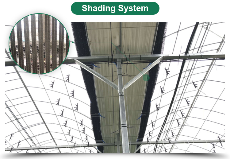 Multi-Span Agricultural Greenhouses Advanced Hydroponic Growing System for Section 4m/8m