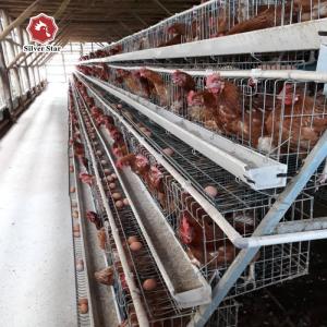 Quality A Type Layer Battery Chicken Cages Automatic Poultry Zinc Cocating 275g / M2 wholesale