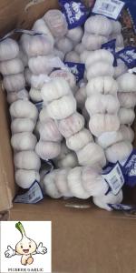 Quality Normal white Garlic to Senegal wholesale