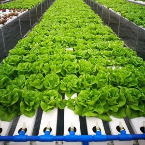 Quality Soilless Indoor Farming Strawberry Growing PVC Tube For Hydroponics NFT System For Sale wholesale