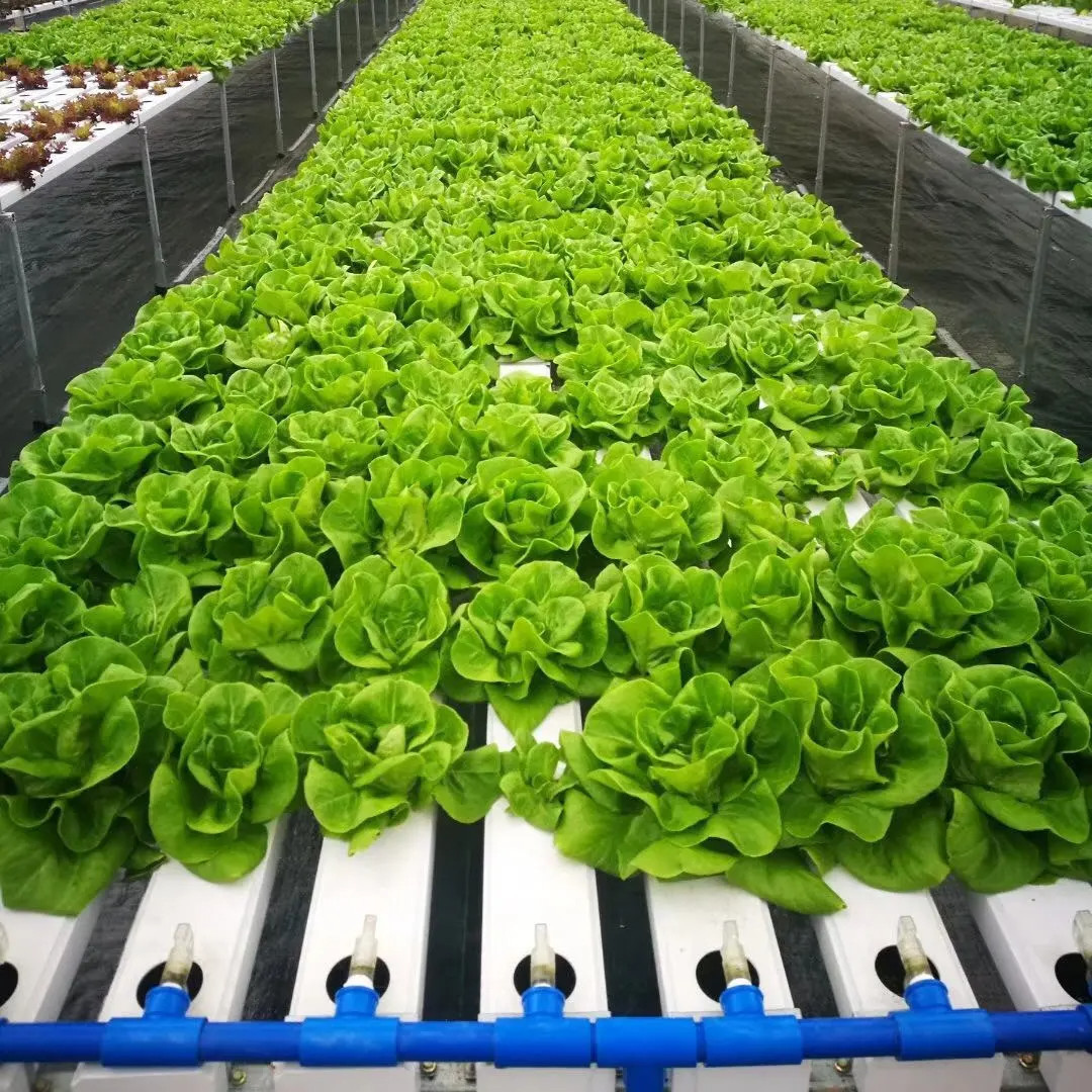 Commercial Soilless Culture Hydroponics NFT PVC Pipe Tube System For Lettuce