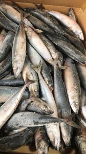Quality BQF Sea Frozen Mackerel Fish , 40 - 60pcs/ctn Frozen Fishing Bait wholesale