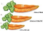 FN602-04 Ceramic Houseware 3 Carrot Dishes Set Candy Dish Hand Painted