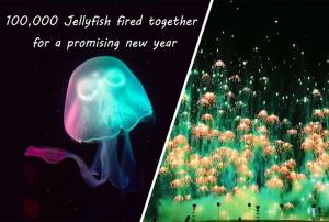 Quality New Year Toy Firework Jellyfish Consumer Novelty Fireworks Skyshots Pyrotechnic wholesale