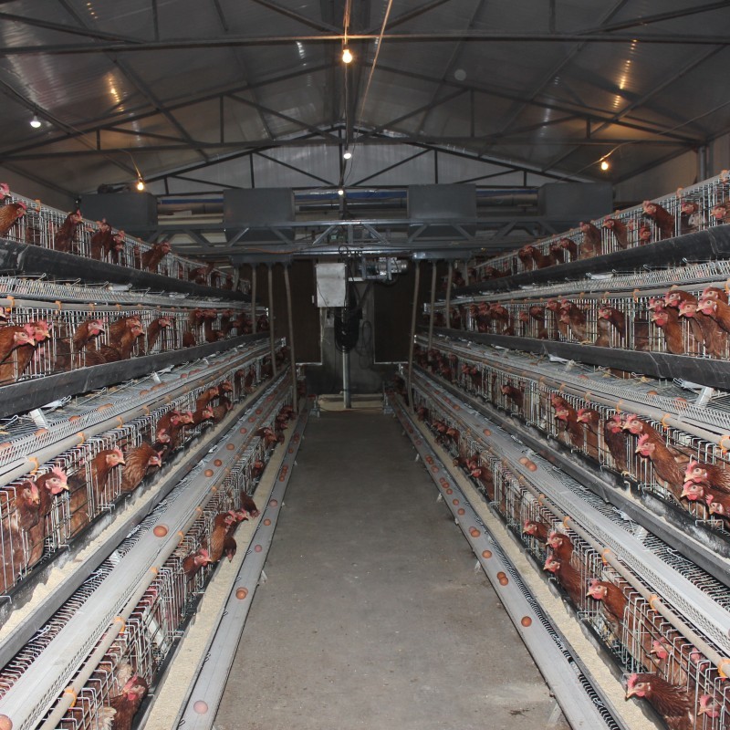 Design Layer Cage Poultry Equipment Automatic 3 Tiers 4 Tiers A Type Poultry Cages
