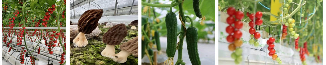 Vegetable and Flower Hydroponic System with Film Greenhouse