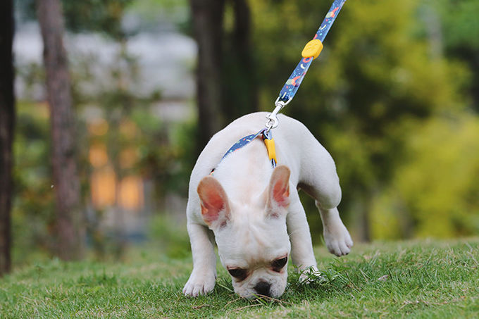 6.5ft 2m Anti Pull Dog Leash Harness Combo For Small Dogs