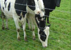 Quality Galvanized Livestock Prevent Hinge Joint Page Wire Farm Field Fence wholesale