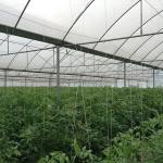 Strong Structure Heavy Duty Plastic Greenhouse / Plastic Tomato Greenhouse