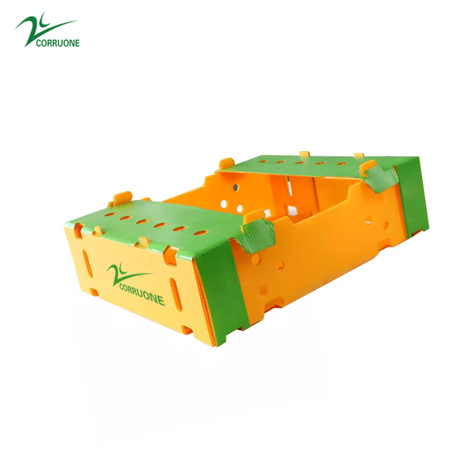 PP Corrugated plastic box vegetable fruit box