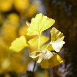 Nearly Natural Finished Artificial Ginkgo Tree 10 Foot Green Plant Plastic