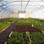 Agricultural Tomatoes Single Layer Greenhouse With 80 Micron Film