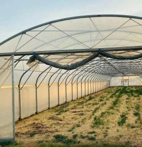 Quality Sunlight Greenhouse for Capsicum Planting Advanced Vegetables Cultivation Method wholesale
