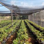 Agro/Agricultural/Greenhouse/Horticulture/Vegetable/Garden/Raschel/Shading/Anti
