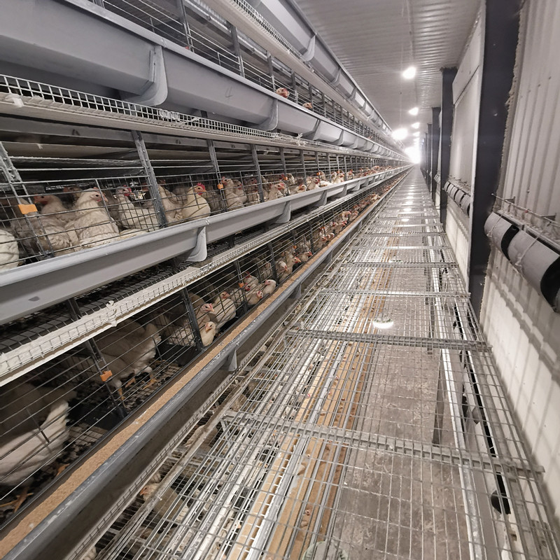 Layer Chicken Farming Poultry Equipment Manufacturers Battery Chicken Cages
