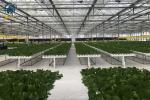 Greenhouse Hydroponic Vertical NFT Hydroponic System Soilless Vegetable Planting