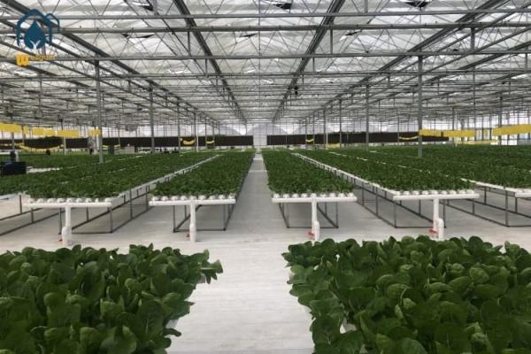 Greenhouse Hydroponic Vertical NFT Hydroponic System Soilless Vegetable Planting