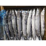 105g - 125g BQF Frozen Pacific Saury Fish