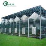 Polycarbonate Sheet Aquaponic Tomato Galvanized Steel Pipe For Prefabricated