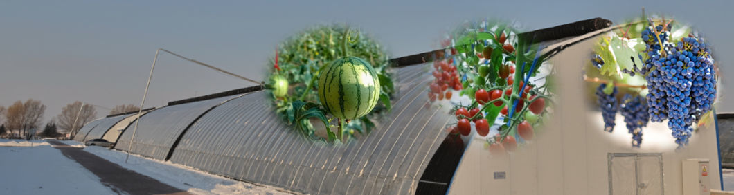Cheap Commercial Planting Sunlight Greenhouse for Vegetables
