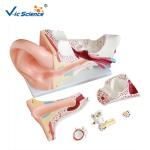 High Performance Human Torso Anatomy Anatomical Ear Model 42x24x16 Cm