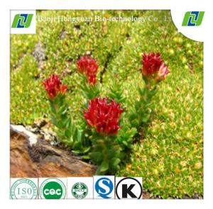 Quality Rhodiola P.E. Salidroside3% wholesale