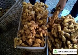 Quality Mature Organic Fresh Ginger , Wholesale Premium Grade Air Dried Ginger wholesale