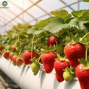 Quality Multi Span Large Tunnel Greenhouse Strawberry Growing Automatic Greenhouse wholesale