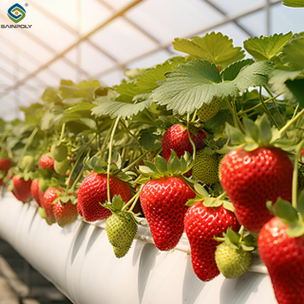 High Yield Large Vertical Hydroponic Greenhouse Soilless Cultivation