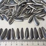 Sunflower seeds in shell Sunflower Seeds 5009 Dried raw sunflower seed kernels
