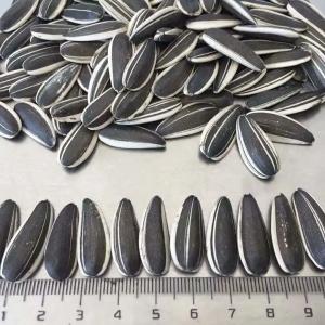 Quality Wholesale bulk biggest size Raw Sunflower Seeds Black White 361 Amazon’s best-selling products wholesale