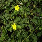 tribulus terrestris fruit extract manufacture supply Tribulus terrestris L.